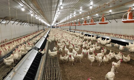 Hygienické PVC panely – plastové obklady pre chov hydiny