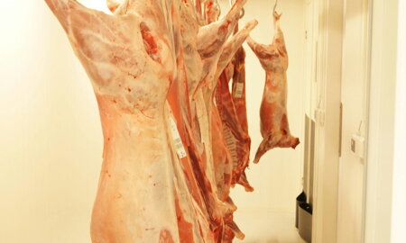 Hygienické plastové panely – obklady BOLEX SYSTEMS vo spracovateľských prevádzkach mäsa